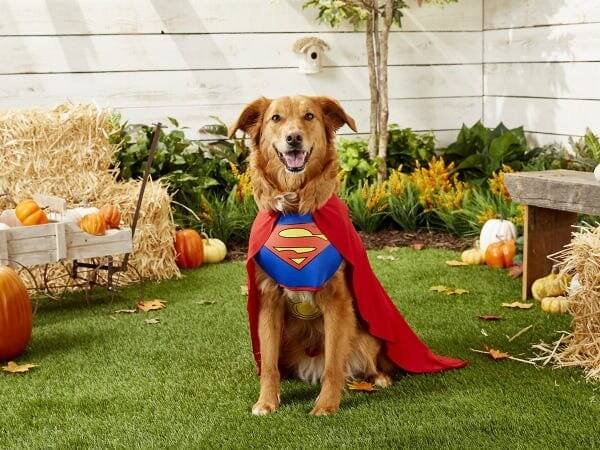 Taking Great Photos of Your Puppy in Costume: Choose the Right Lighting