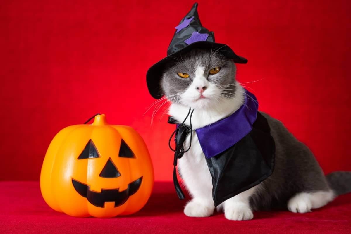 Tips for Dressing Up Your Cat with Halloween Hats