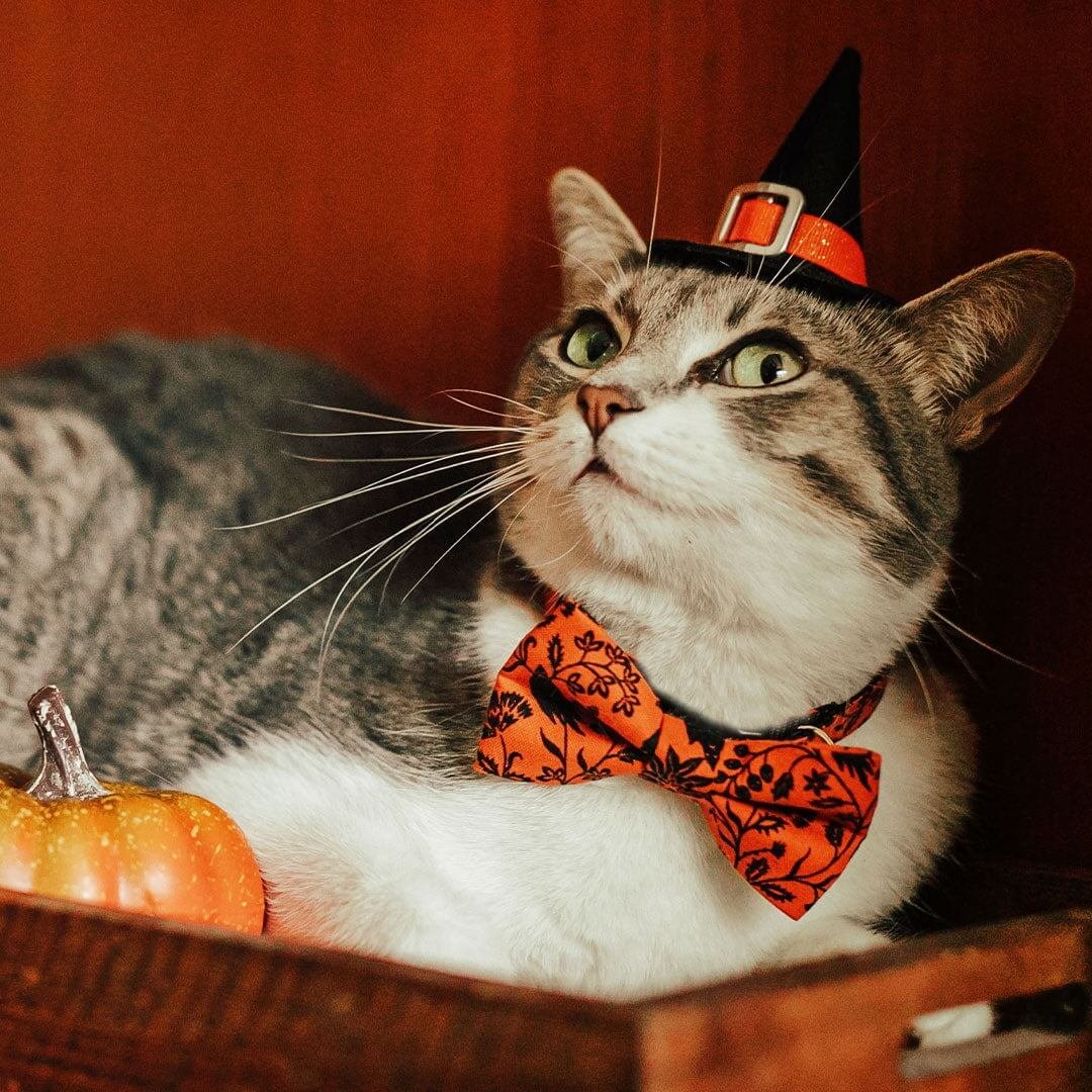Tips for Photographing Cats in Halloween Hats