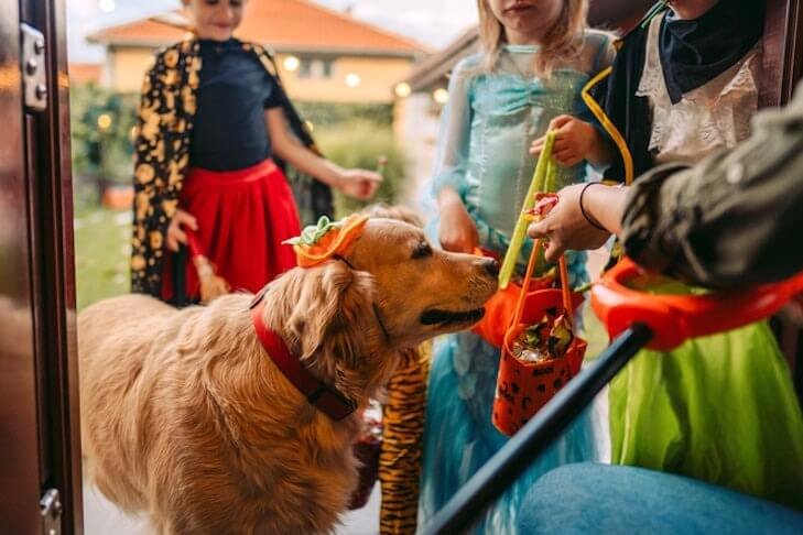 Trick-or-Treating with Your Puppy