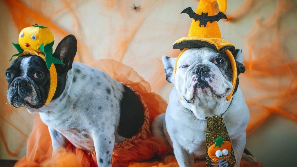 Best Halloween Costumes for Different Puppy Breeds