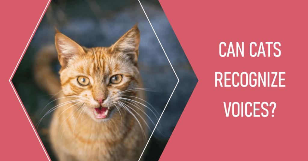 Can Cats Recognize Voices?