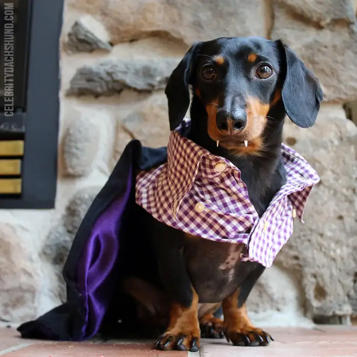 Classic Halloween Costumes for Weenie Dogs