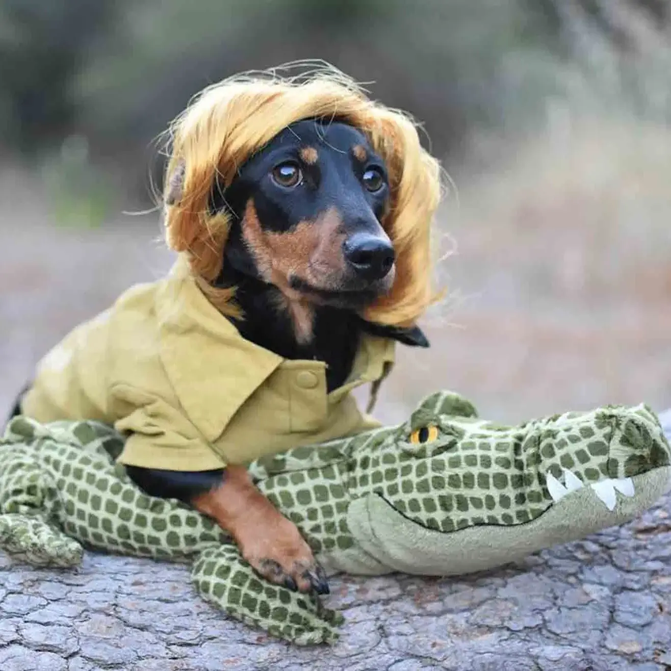 Creative Homemade Halloween Costumes for Weenie Dogs