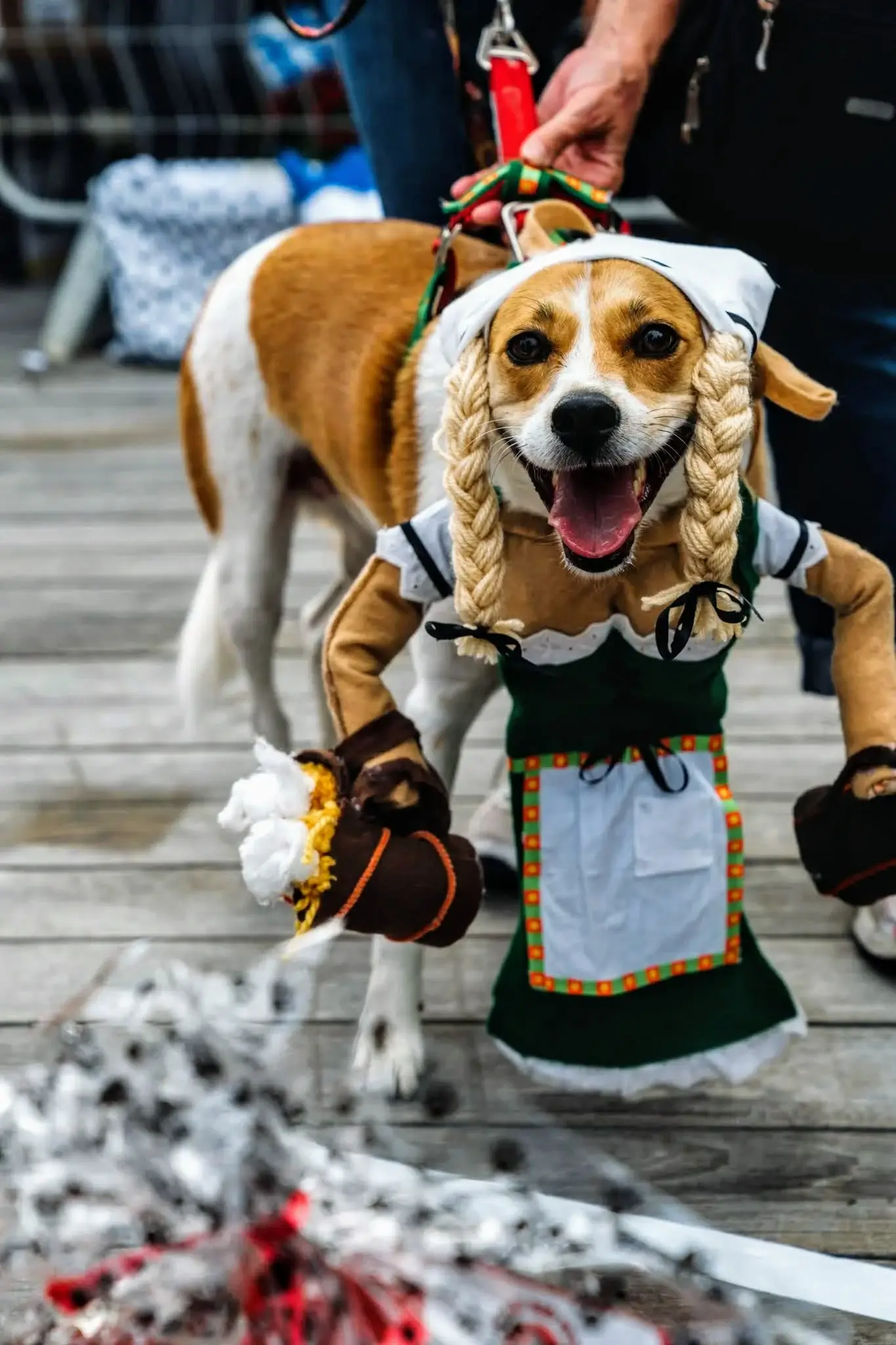Cultural Halloween Costumes for Weenie Dogs