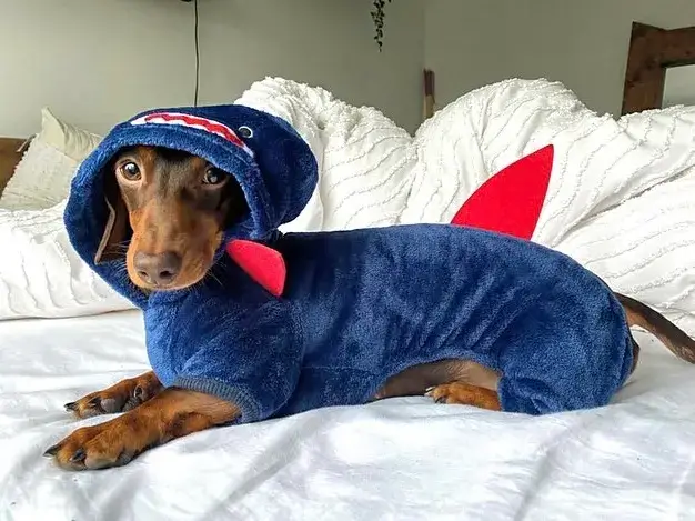 Cute Animal Halloween Costumes for Weenie Dogs