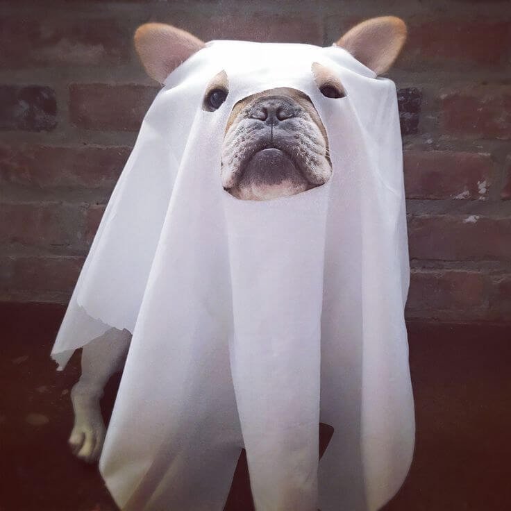 English Bulldog Halloween Costumes: Ghost Costume