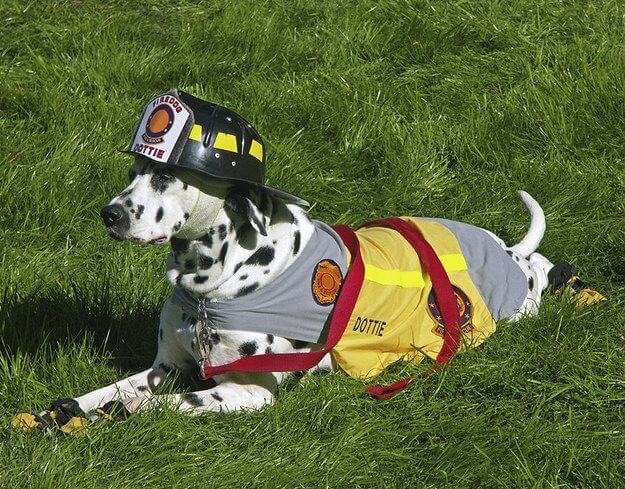 Firefighters and Dalmatian
