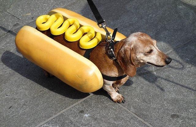 Food and Drink Themed Halloween Costumes for Weenie Dogs