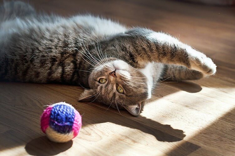 give cat toys or treats that keep their brains active and make them feel relaxed