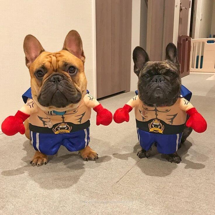 How to Choose the Perfect French Bulldog Halloween Costume