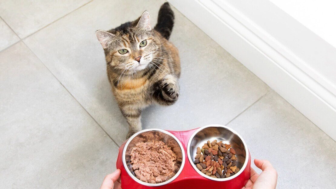mix wet and dry food together for your kitten