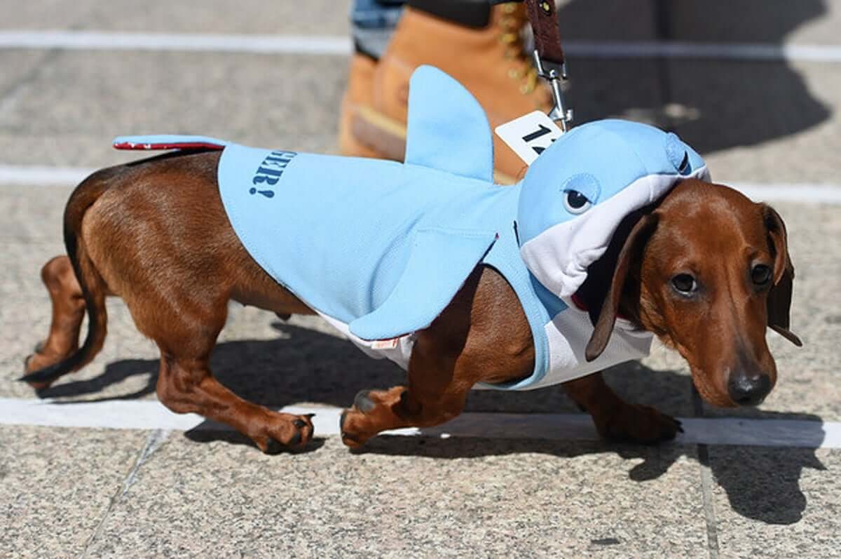 Pop Culture Inspired Halloween Costumes for Weenie Dogs