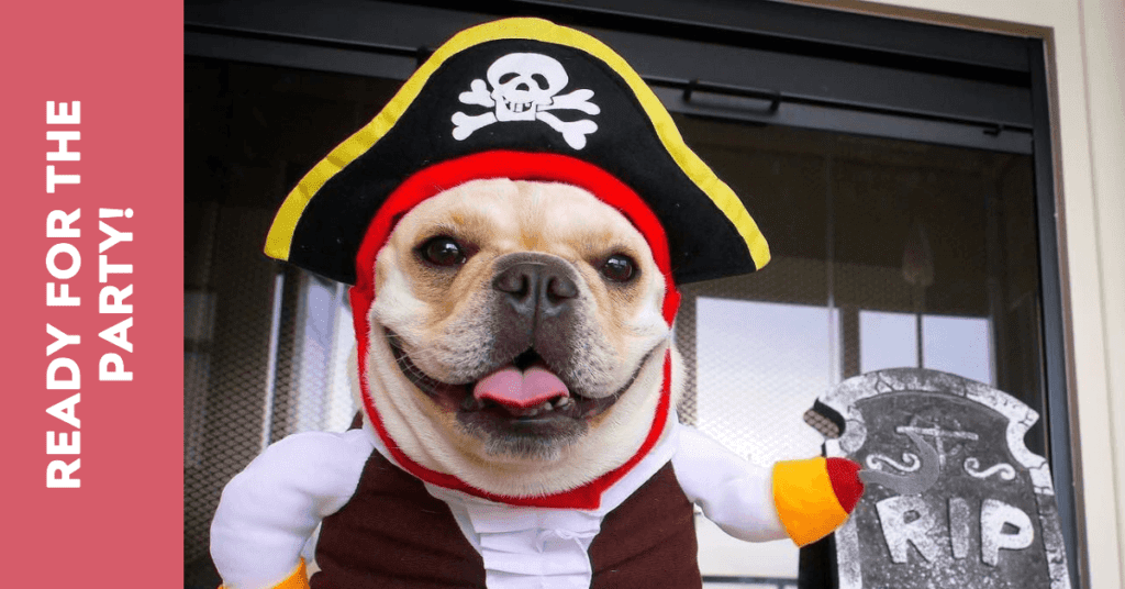 Popular French Bulldog Halloween Costumes