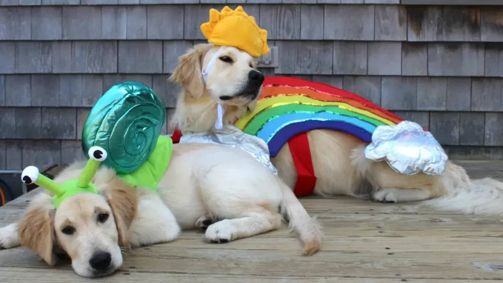 Popular Halloween Costume Ideas for Puppies