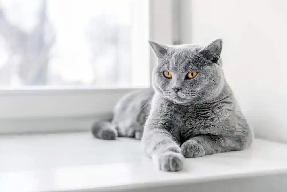 Real-Life Examples of Cats Recognizing Voices