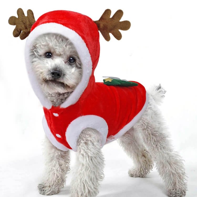 Santa Rides Again: Captured Moments of Dogs in Santa Riding Costumes