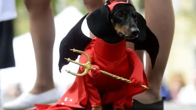 Scary Halloween Costumes for Weenie Dogs
