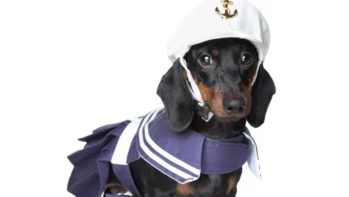 Sporty Halloween Costumes for Weenie Dogs