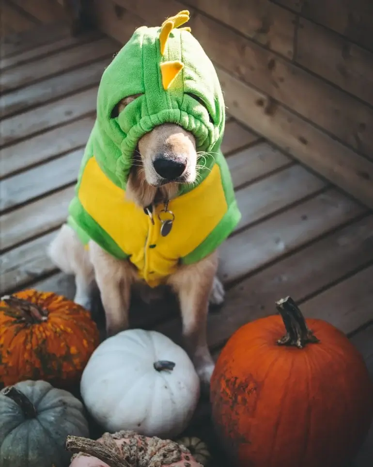 Tips for Taking Cute and Memorable Photos of Puppies in Halloween Costumes