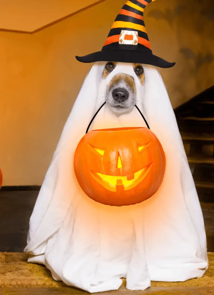 Where to Buy XXL Dog Halloween Costumes