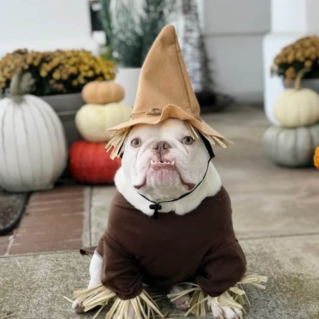 Where to Find Adorable Halloween Costumes for Puppies