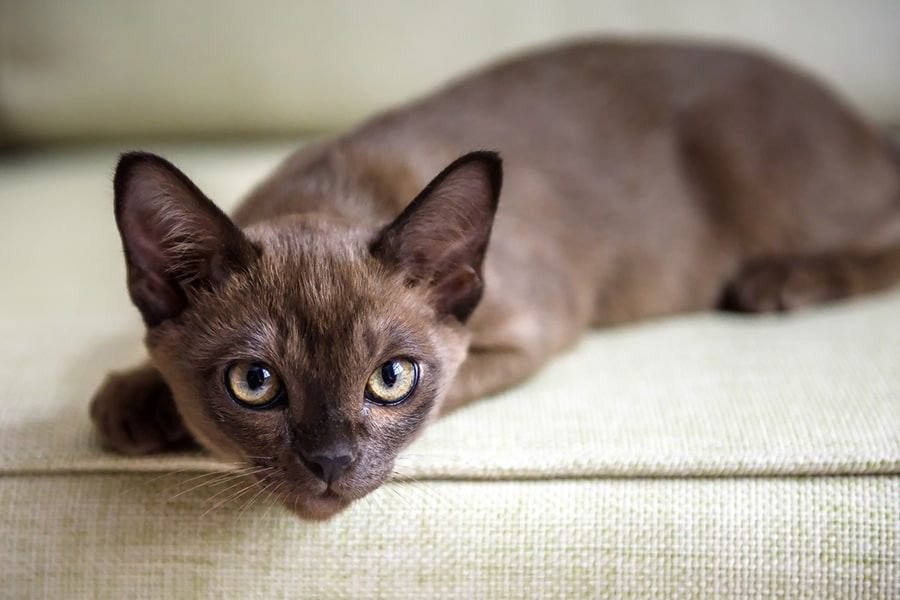 10 Best Cat Breeds for Apartment Living: Burmese