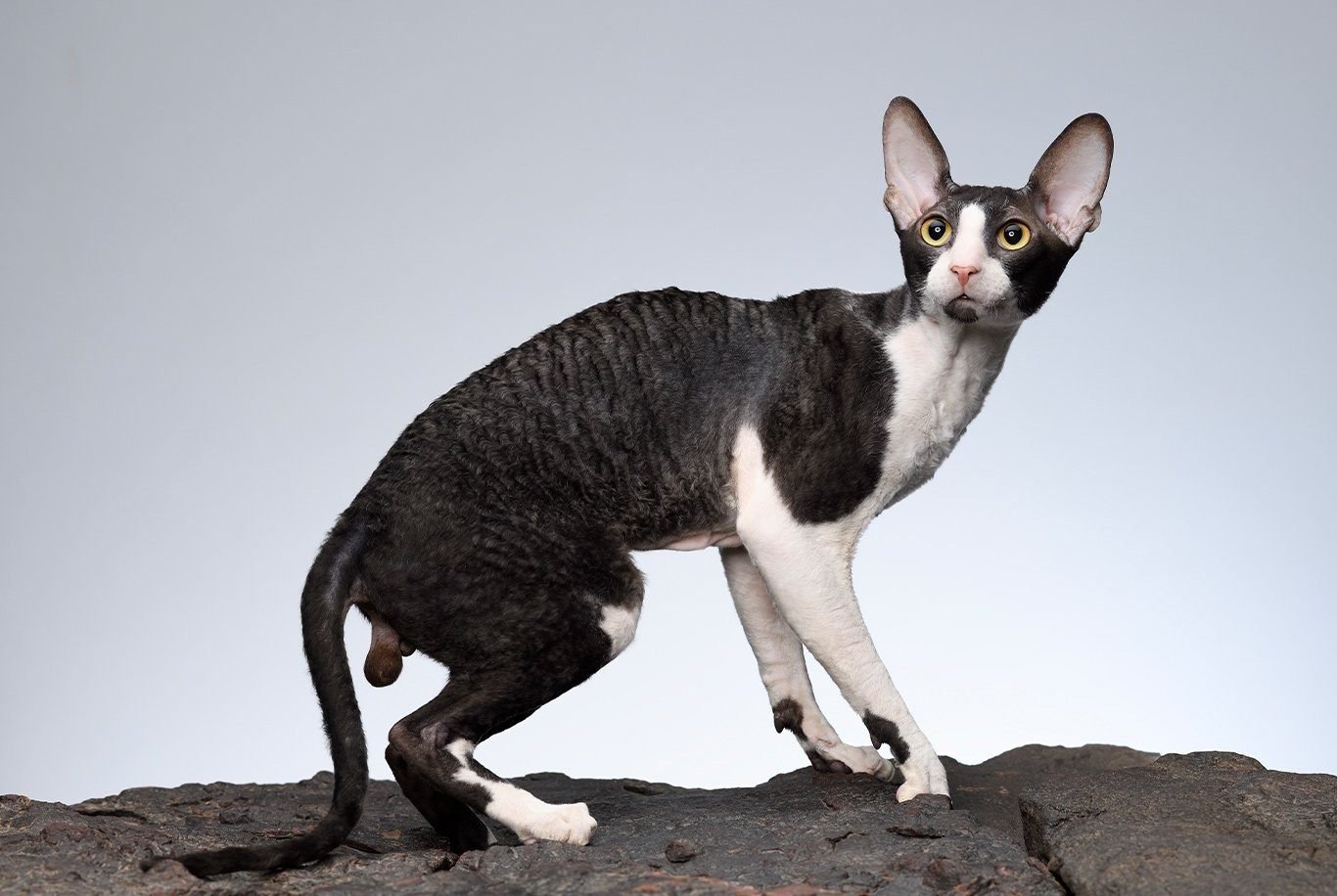 10 Black and White Cat Breeds You Should Know About contain: Cornish Rex