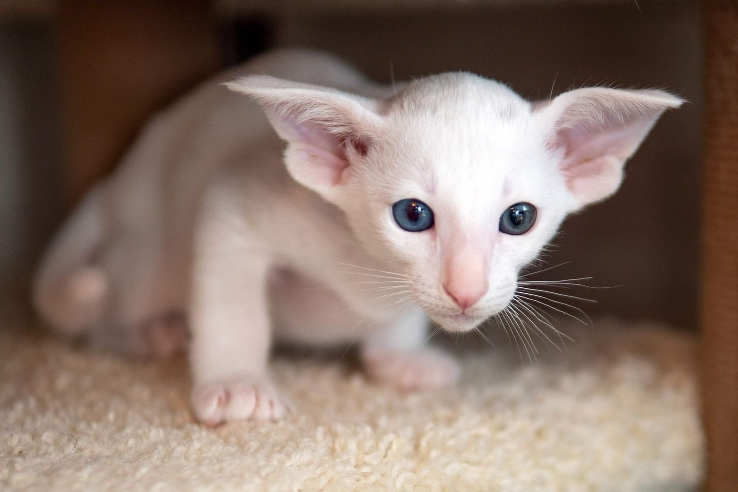 10 Black and White Cat Breeds You Should Know About contain: Oriental Shorthair