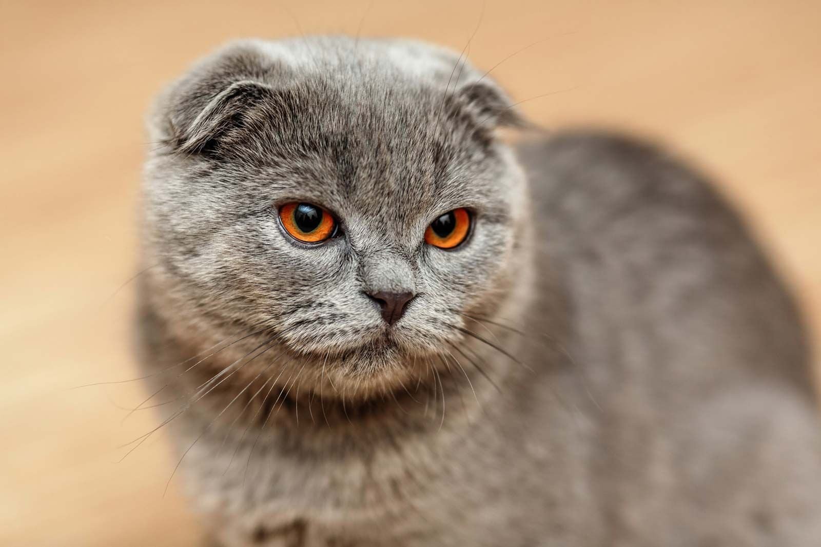 10 Black and White Cat Breeds You Should Know About contain: Scottish Fold