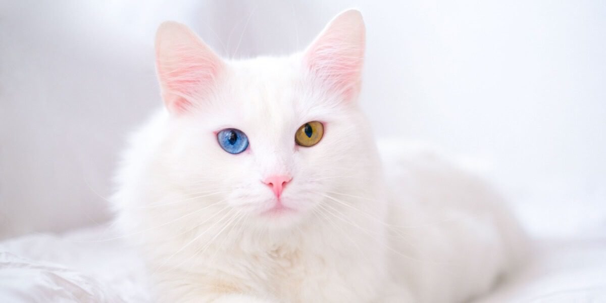10 Black and White Cat Breeds You Should Know About contain: Turkish Angora