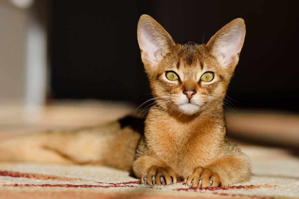 10 Best Cat Breeds for Kids: Abyssinian