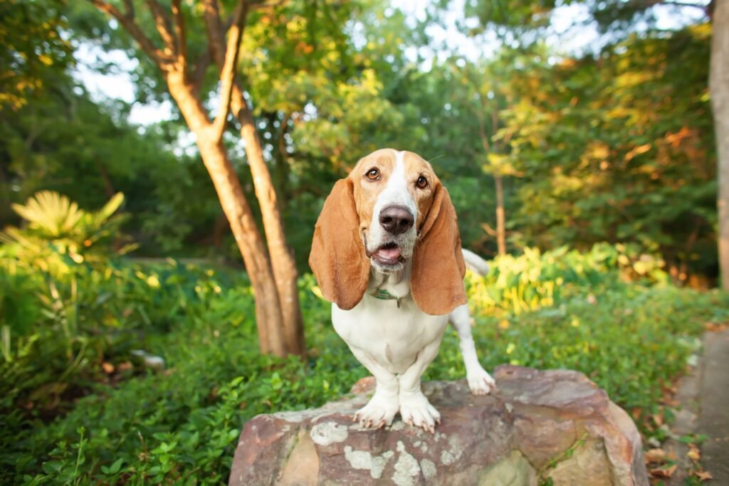 10 Dog Breeds That Are Compatible with Cats: Beagles