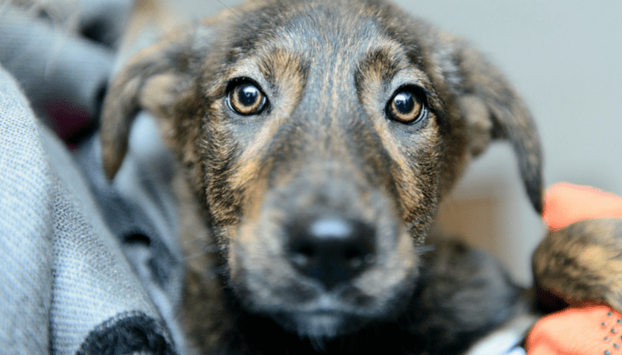 Great Places to Adopt a Dog in Southeast Michigan: Michigan Animal Rescue League