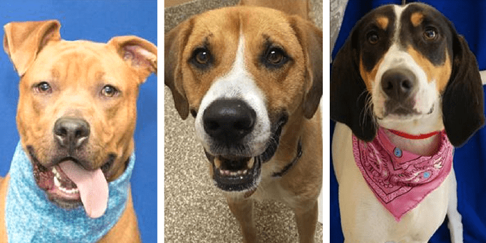 Great Places to Adopt a Dog in Southeast Michigan: Humane Society of Huron Valley