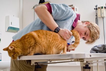 10 Tips for Raising Your First Cat: Veterinary Care