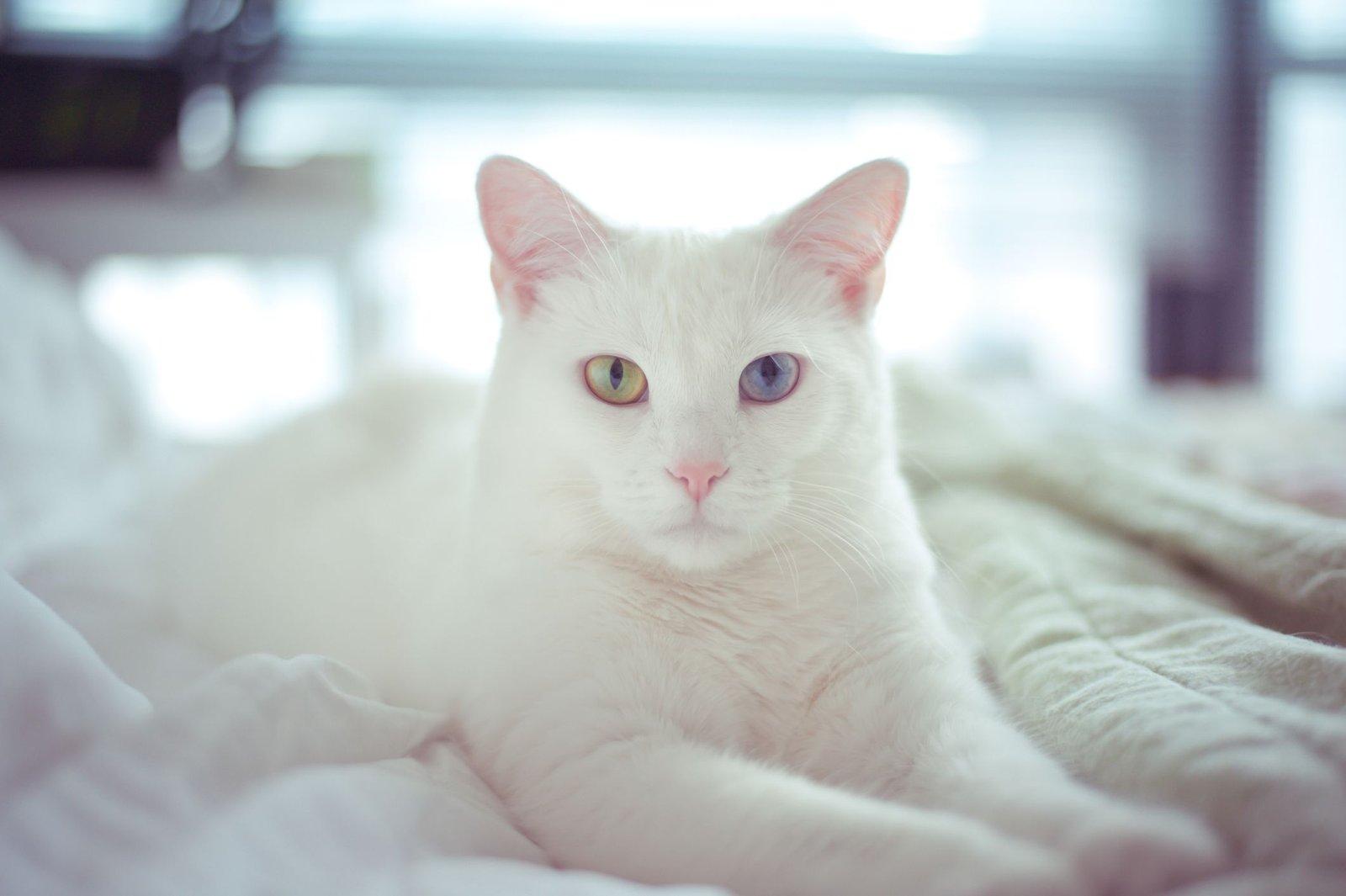 100+ Perfect White Cat Names