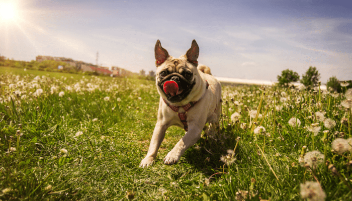 25 easy ways to keep your dog happy: Playing fetch