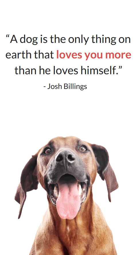 A dog is the only thing on earth that loves you more than he loves himself