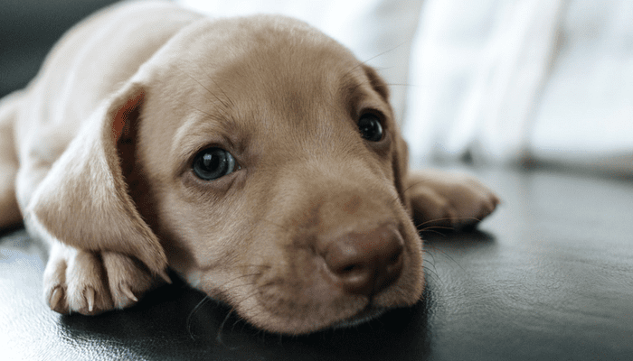 5 common house training issues for dogs and how to fix them 1