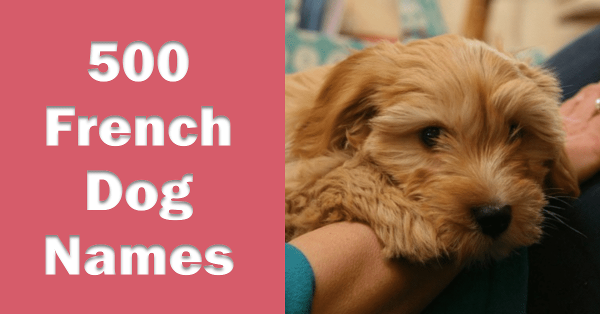 500 French Dog Names