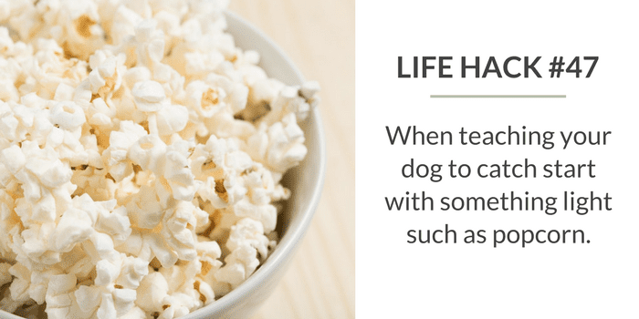 59 Simple Life Hacks for Dog Owners