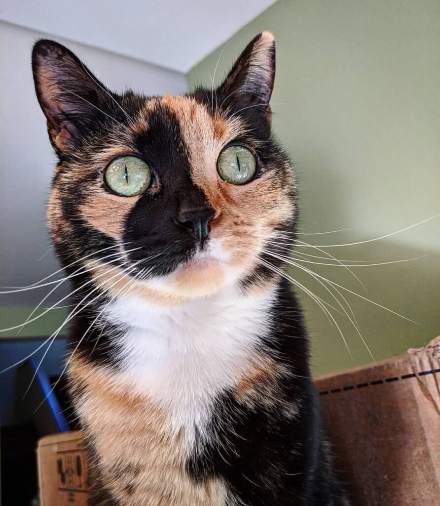 How much are calico cats worth?