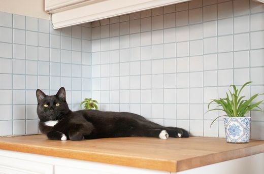 Reasons Why Cats Love Bathrooms: Closed doors pique curiosity
