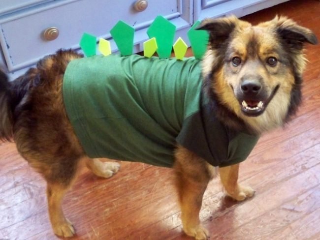 Considerations for Dressing Your Dog