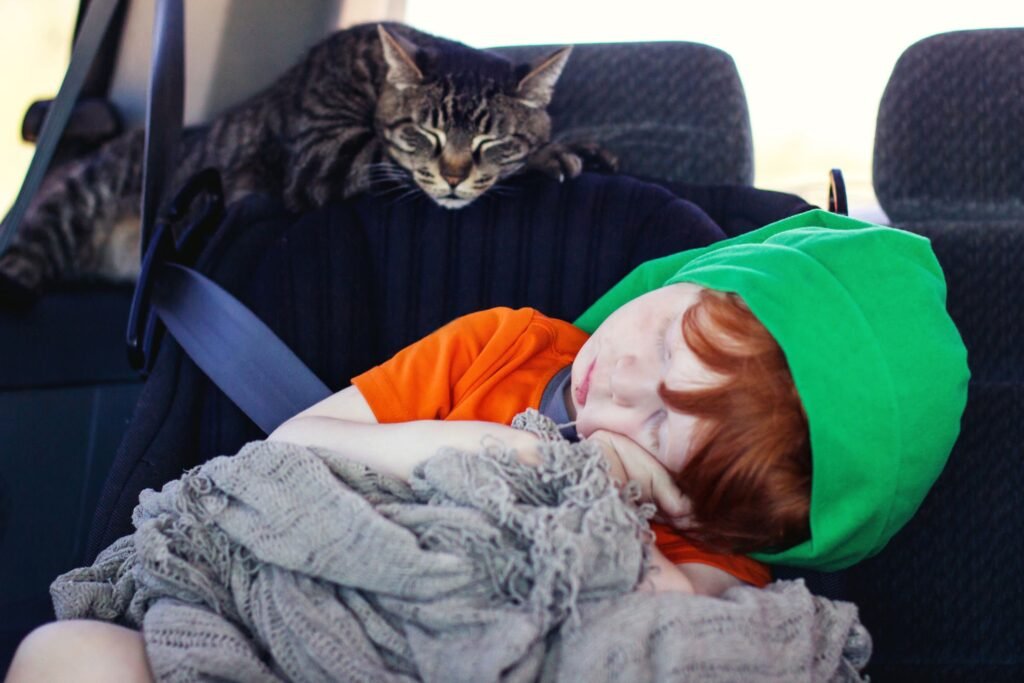 8 Tips for Cat Car Travel: Keep car trips upbeat and positive