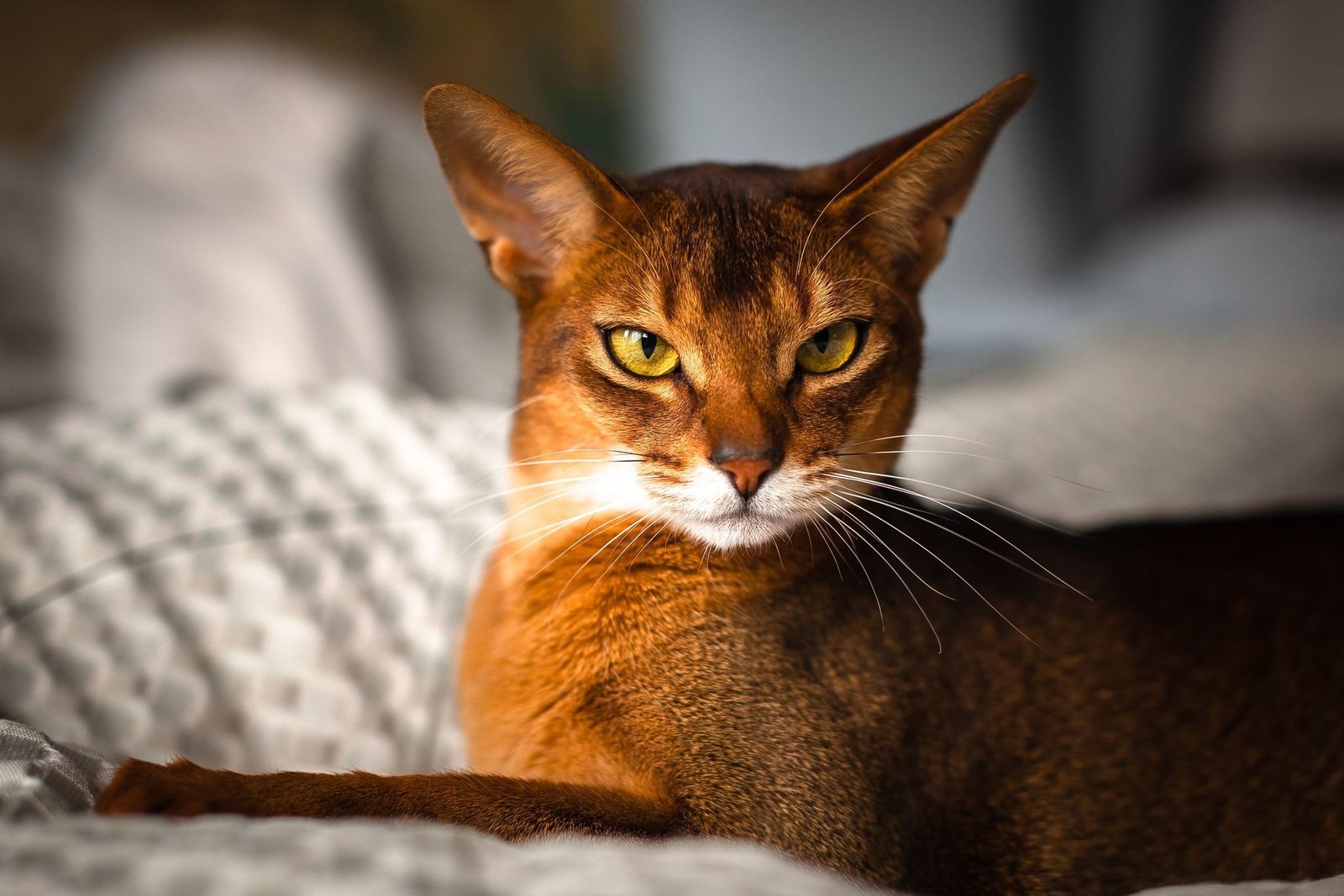 Abyssinian is ơne of The 12 Most Popular Cat Breeds