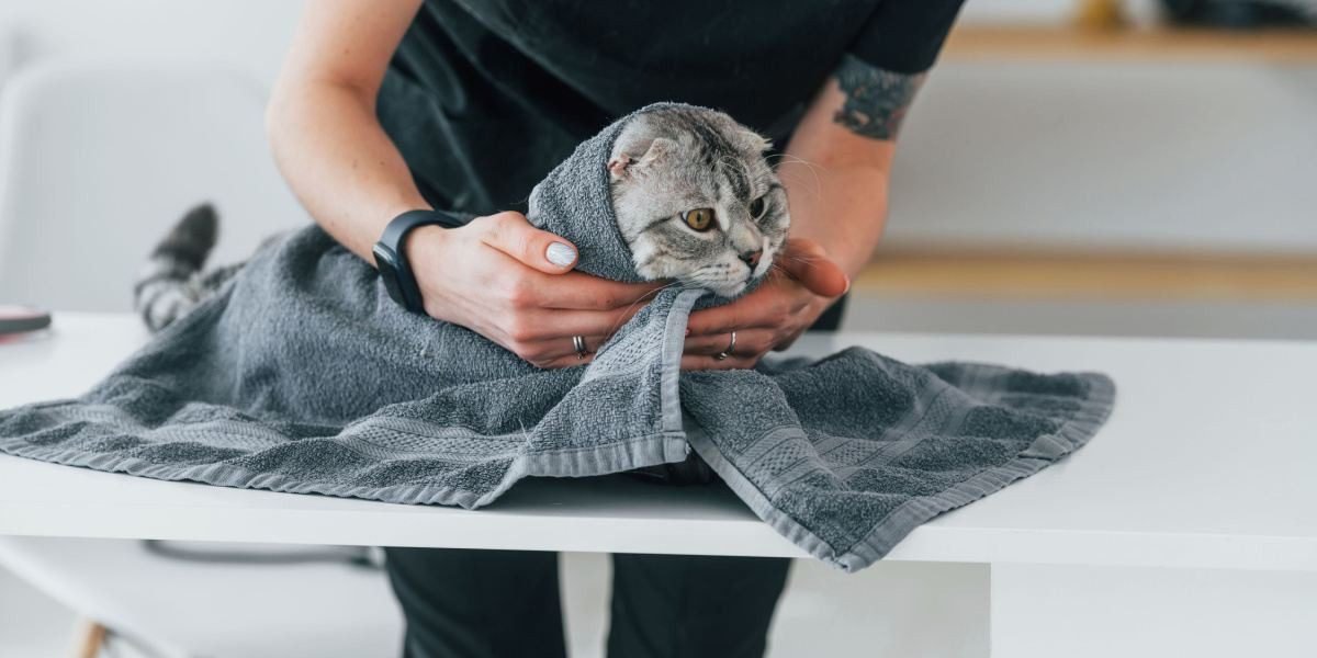 Additional Tips for Safely Handling a Cat with the Cat Burrito Technique