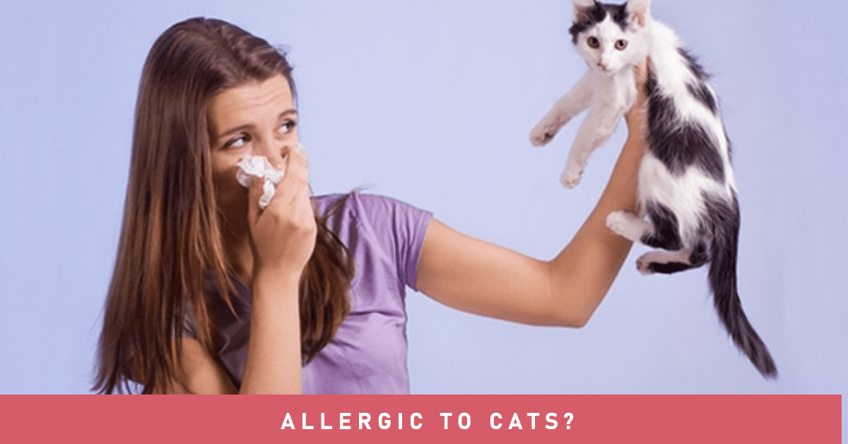 Cat Allergies