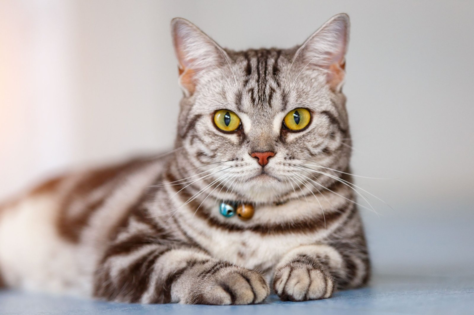 American Shorthair cat is ơne of The 12 Most Popular Cat Breeds